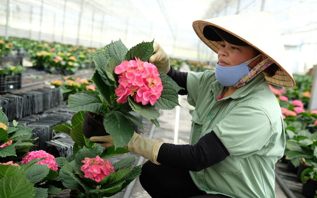 Sở Công thương TPHCM nói gì về việc chợ hoa Đầm Sen hoạt động trong 3 ngày?