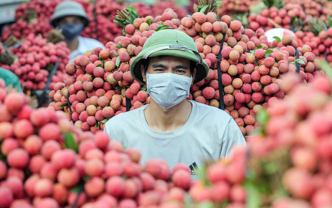 Ưu tiên lưu thông nhanh chóng xe chở vải thiều từ Bắc Giang