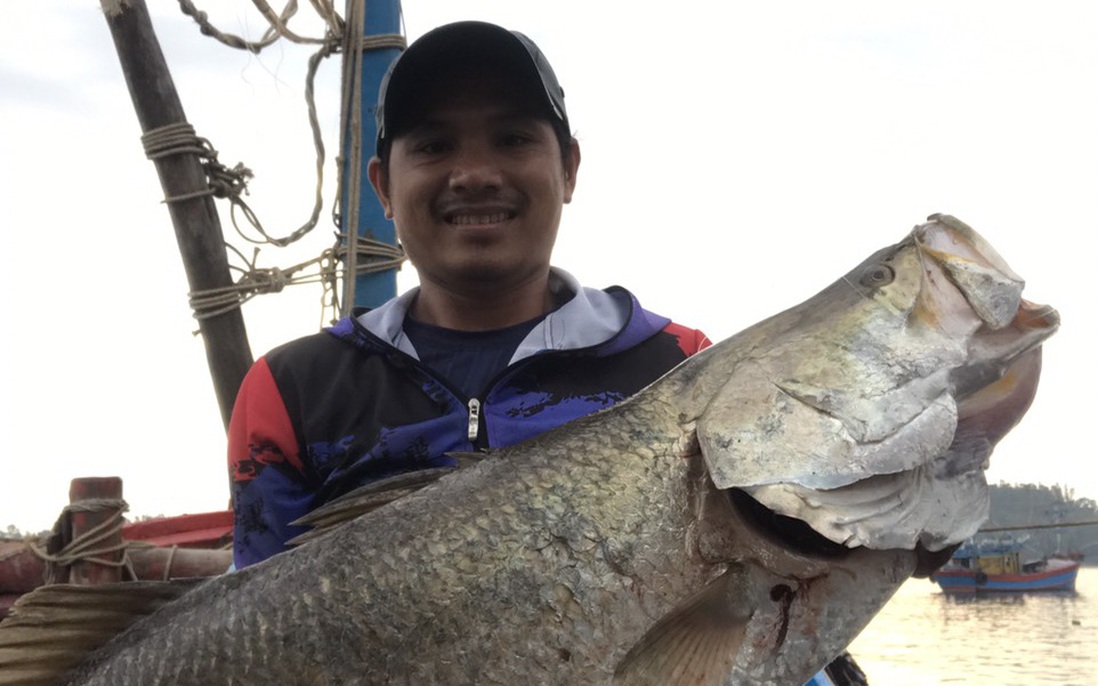 Cần thủ câu được cá chẽm “khủng” ở cửa biển Sa Kỳ, Quảng Ngãi