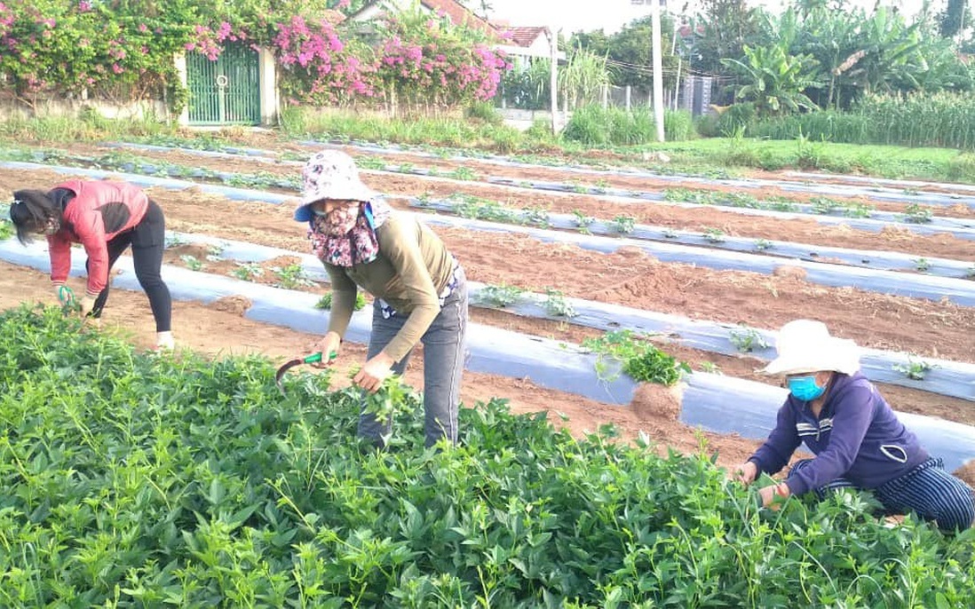 Quảng Ngãi: Hội phụ nữ hỗ trợ các gia đình cách ly y tế thu hoạch nông sản