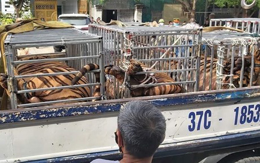 Bắt quả tang vụ nuôi nhốt 17 cá thể hổ ở Nghệ An