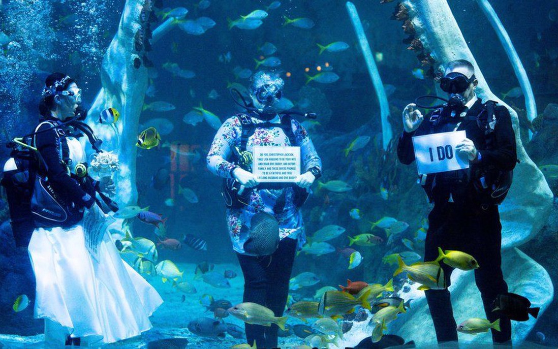 Đại dịch Covid-19 không thể ngăn cản cặp đôi tổ chức đám cưới dưới thủy cung 