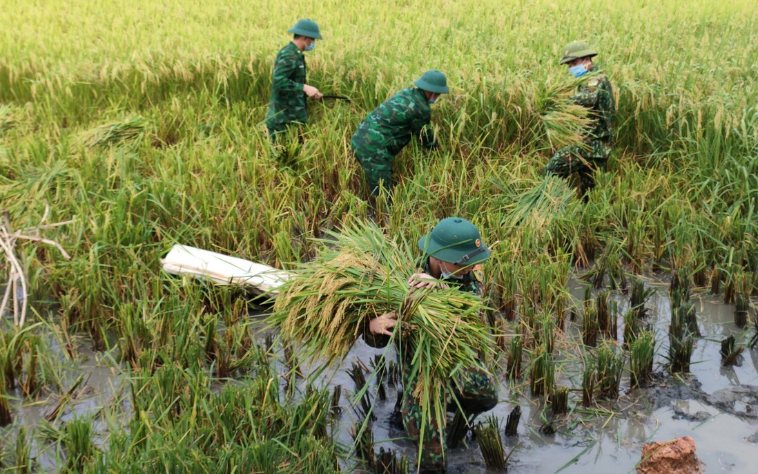 Nghệ An: Bộ đội hỗ trợ người dân gặt lúa chạy mưa lũ