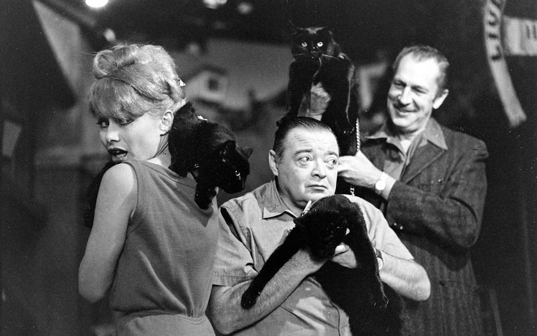 Những bức ảnh hiếm về cuộc tuyển chọn diễn viên mèo của Hollywood năm 1961