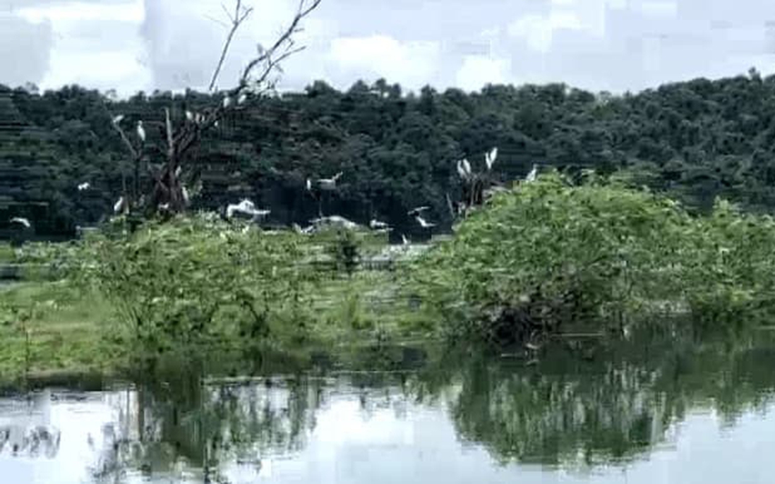 Hàng vạn con cò trắng tụ về hồ chứa nước lớn thứ 3 ở Việt Nam