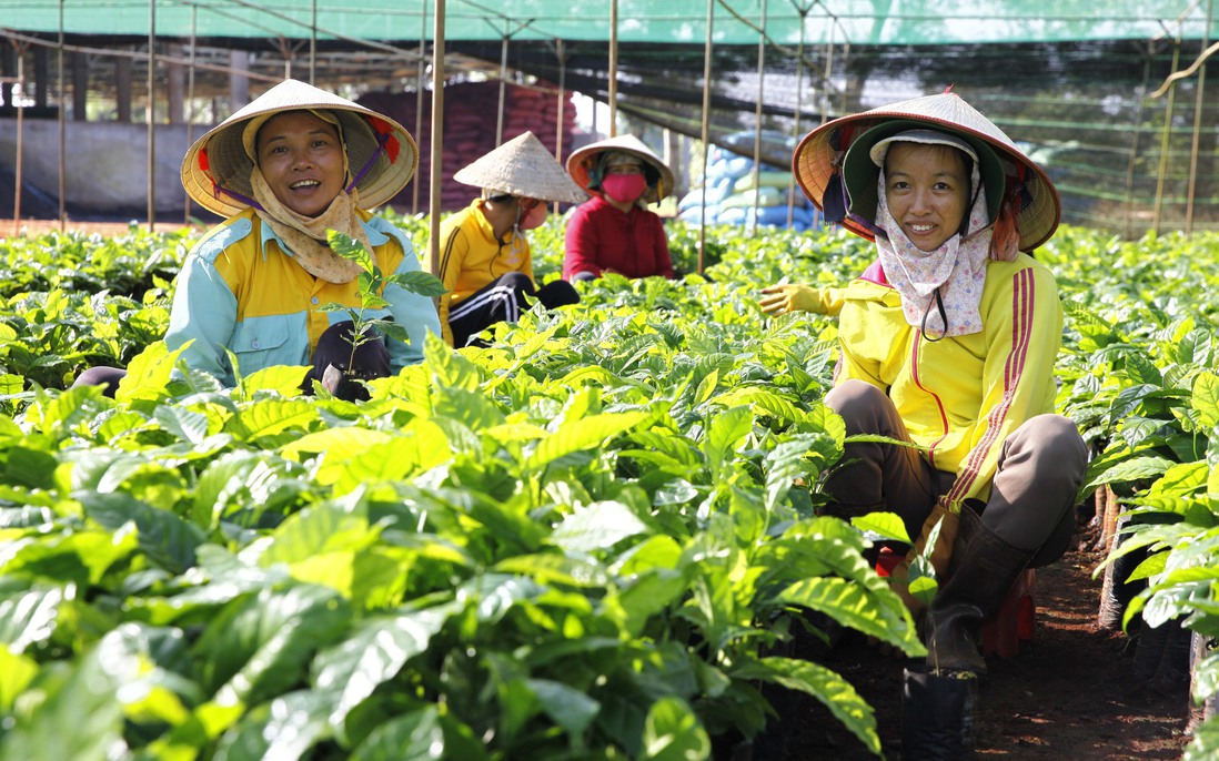 Thúc đẩy nông nghiệp tái sinh, giảm phát thải khí nhà kính và cải thiện sinh kế của nông dân