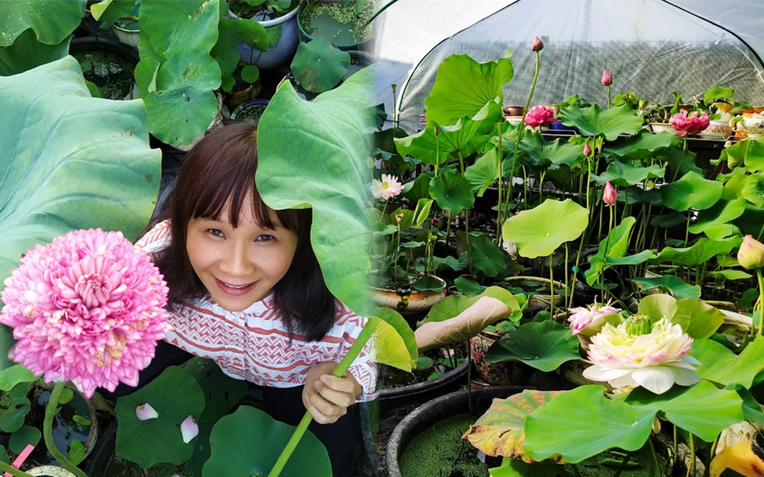 Vườn sen của mẹ Việt trên đất Bỉ: Chủ nhân đầu tư 2 nhà kính, hệ thống sưởi ấm nước