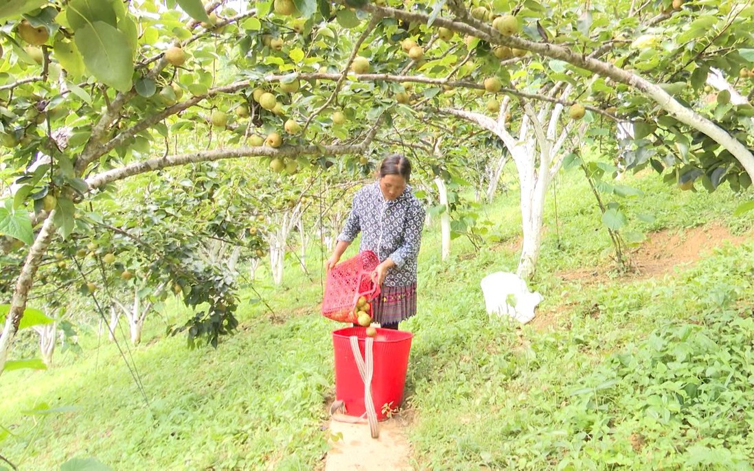 Hỗ trợ bà con dân tộc thiểu số trồng mới 55ha cây ăn quả