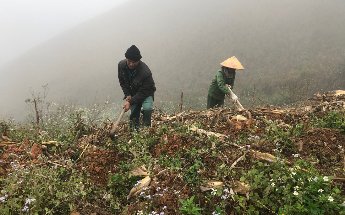 Bí quyết làm giàu trên núi cao của người Mông ở bản Phiêng Cài 