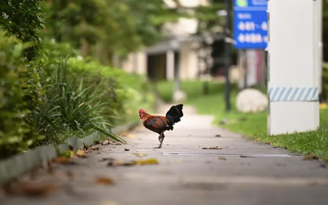 Người Singapore: Hàng xóm của chúng tôi là… gà hoang
