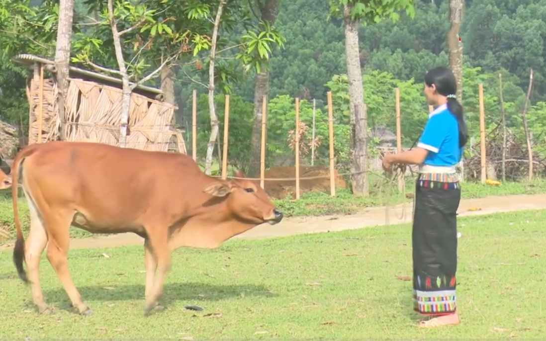 Tổ liên kết chăn nuôi bò cái sinh sản giúp chị em thoát nghèo