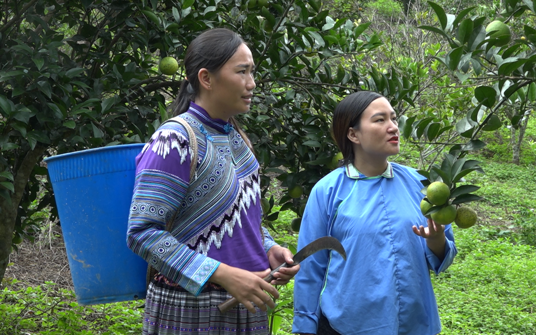 Cô gái người Mông thu hàng trăm triệu mỗi năm nhờ trồng cam Vinh