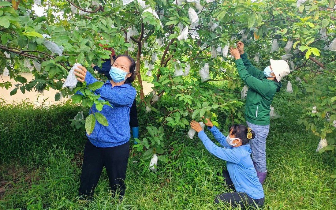 Tăng cường tuyên truyền về mô hình giảm nghèo tiêu biểu tại Thủ đô