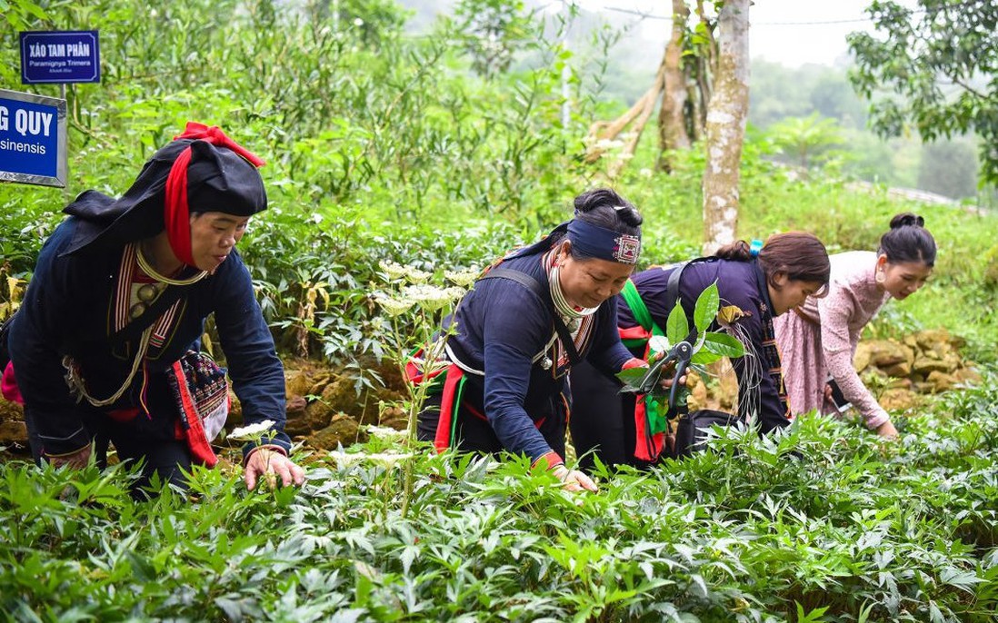 Phát triển trồng dược liệu quý tại vùng đồng bào dân tộc thiểu số và miền núi