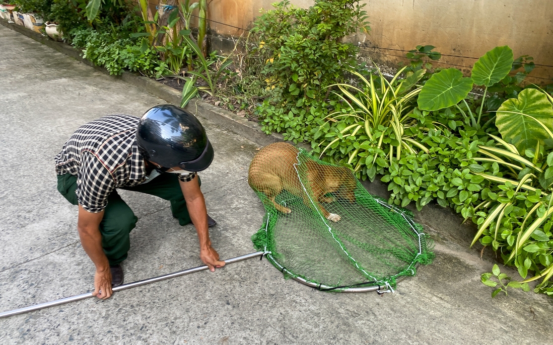 Người dân TPHCM ủng hộ việc bắt chó thả rông