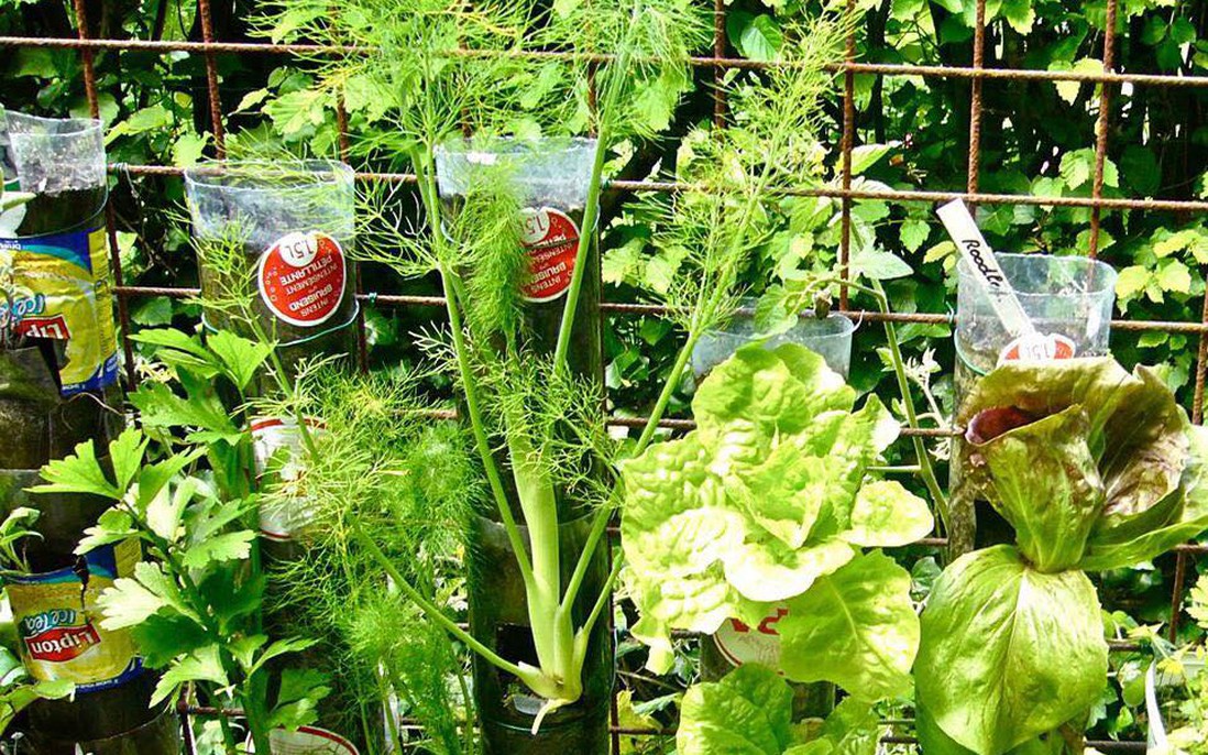 Cách trồng rau sạch từ chai và thùng nhựa cũ của vị giáo sư Đại học sau khi về hưu