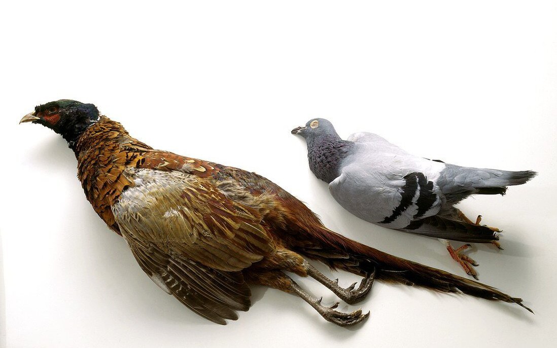 Loài chim bồ câu khổng lồ bất ngờ xuất hiện sau 140 năm "mất tích"