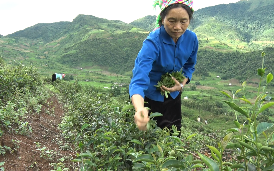 Đồng bào Mông đổi thay cuộc sống từ cây chè