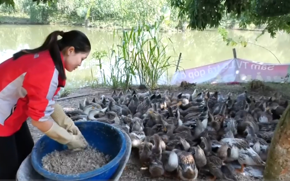 Chăn nuôi vịt bầu bản địa mang lại thu nhập khá cho hội viên, phụ nữ