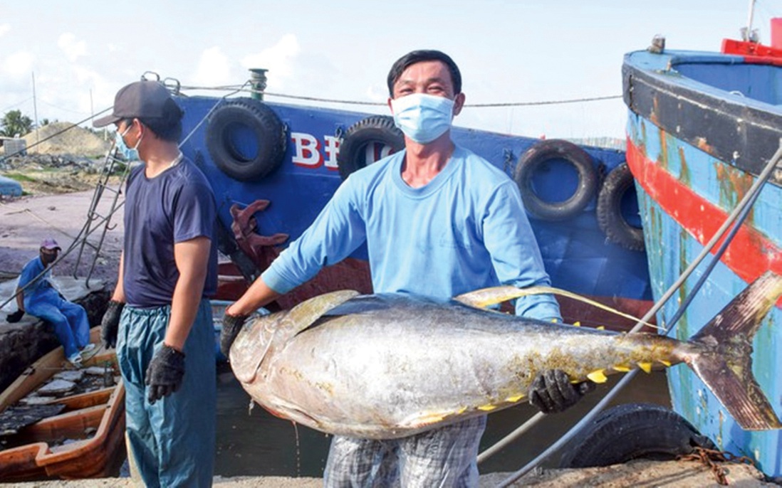 Ra khơi xuyên Tết, ngư dân Bình Định trúng đậm cá ngừ đại dương