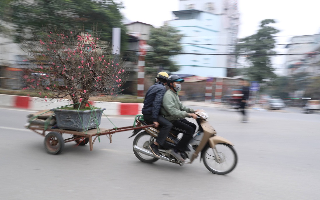 Dịch vụ thu gom cây cảnh sau Tết đắt hàng