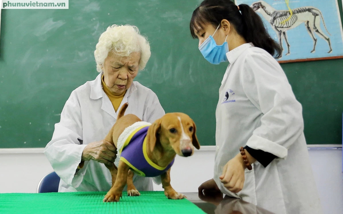 Cụ bà 90 tuổi mở phòng khám, châm cứu miễn phí cho thú cưng