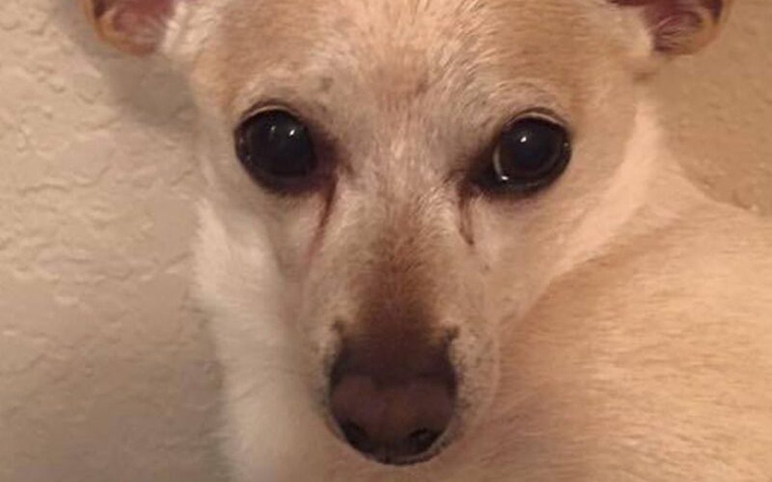 Chú chó Chihuahua đến từ Mỹ phá Kỷ lục Guinness về sống lâu nhất thế giới