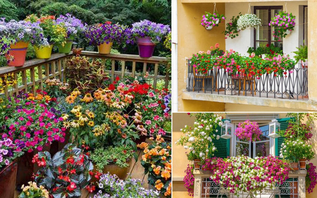 5 loại hoa “không sợ nắng”, đặc biệt thích hợp trồng ở ban công hay sân thượng