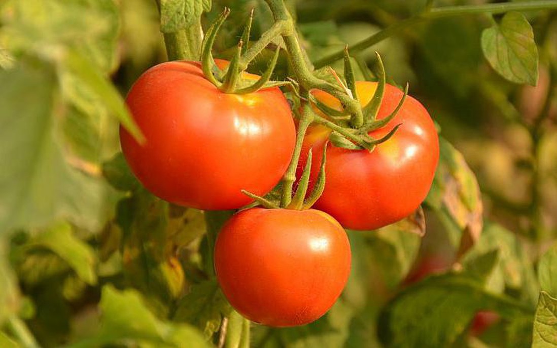 "Siêu cà chua" có hàm lượng vitamin D cao hơn 2 quả trứng gà