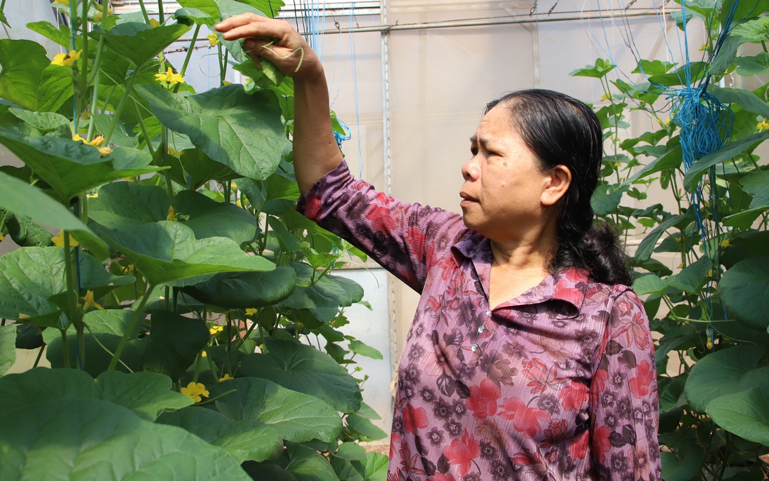 Nữ Bí thư chi bộ khởi nghiệp trồng dưa lưới ở ấp Vườn Rau