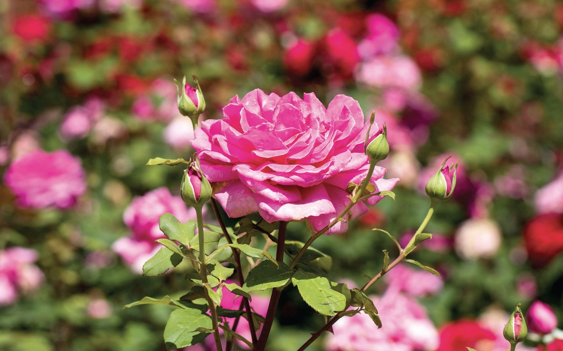 Hạnh phúc trong khu vườn hoa hồng sinh thái