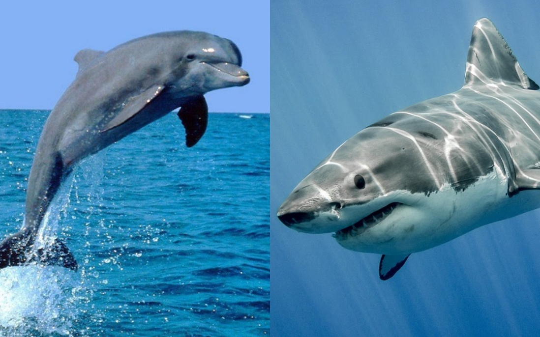 Lạ đời cá mập mệnh danh sát thủ đại dương lại bơi tránh đi khi gặp cá heo