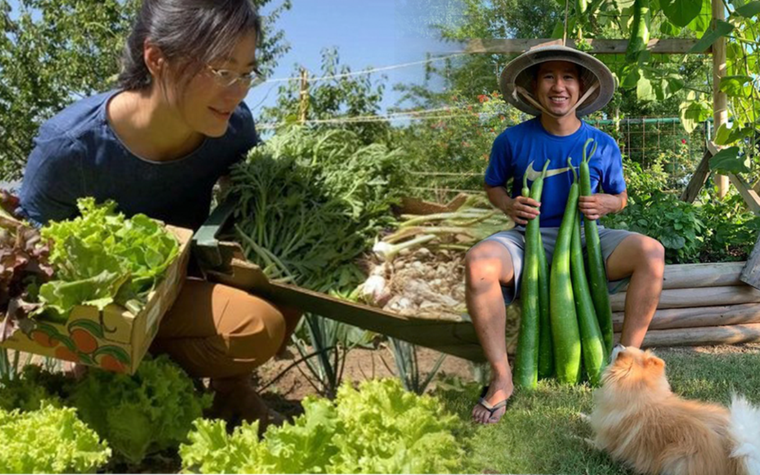 Xuất ngoại trồng rau củ thuần Việt
