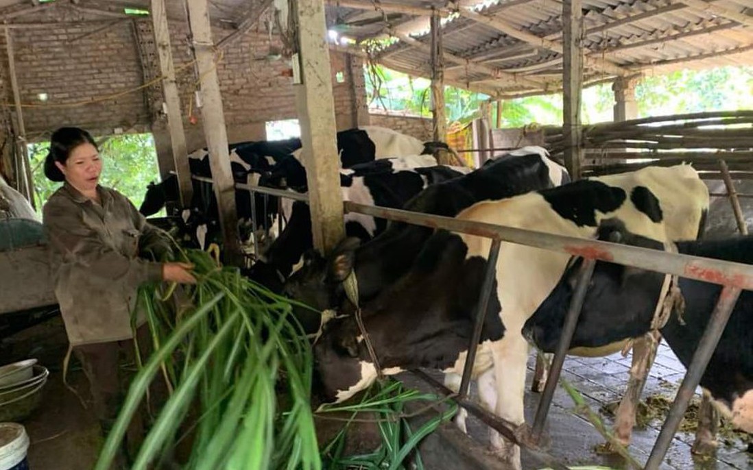 Từ giảm nghèo thông tin đến giảm nghèo bền vững: Ấm no nhờ chăn nuôi bò sữa