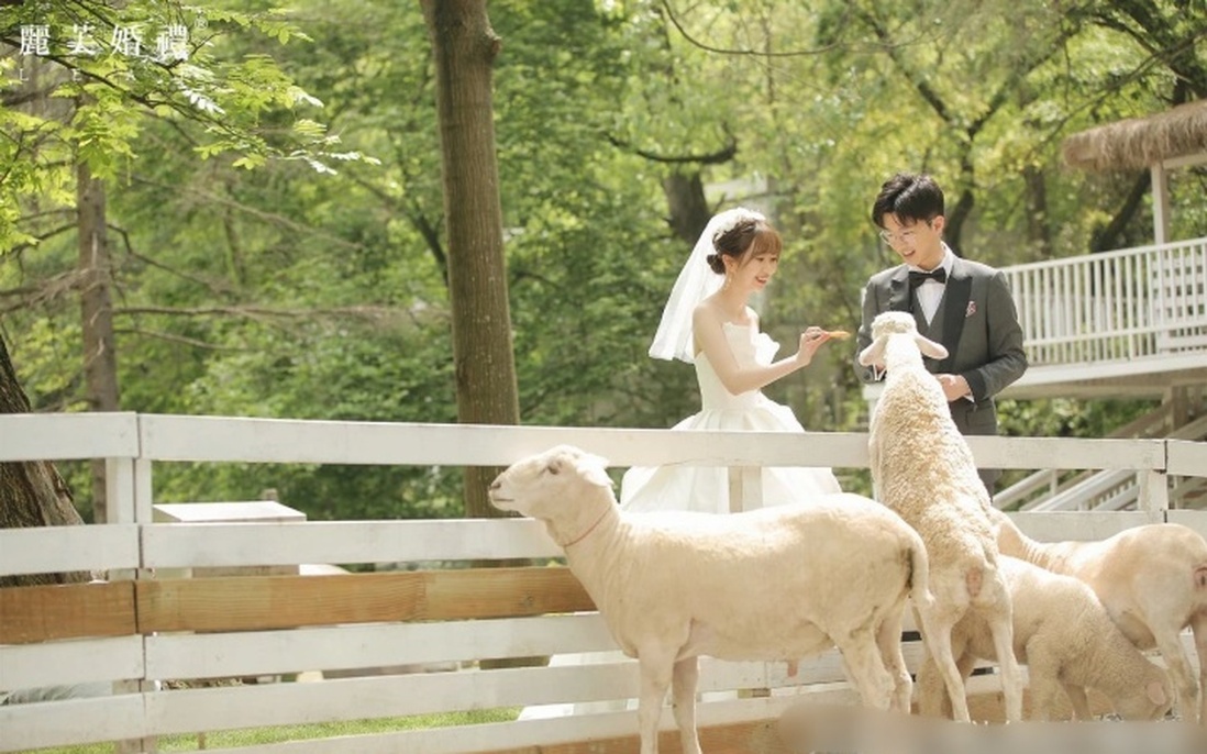 Đám cưới trong trang trại cừu đẹp như cổ tích của cặp đôi quen nhau năm 11 tuổi