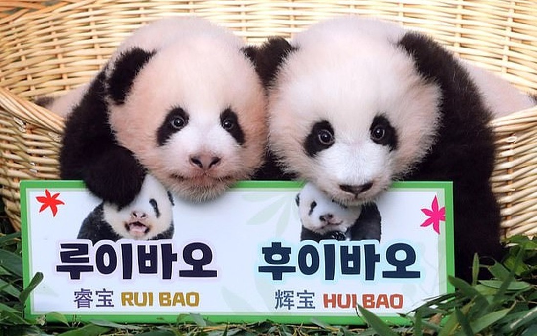 Cặp gấu trúc song sinh "cưng xỉu" vừa chào đời đã nổi tiếng khắp Hàn Quốc, được 500.000 người tham gia đặt tên