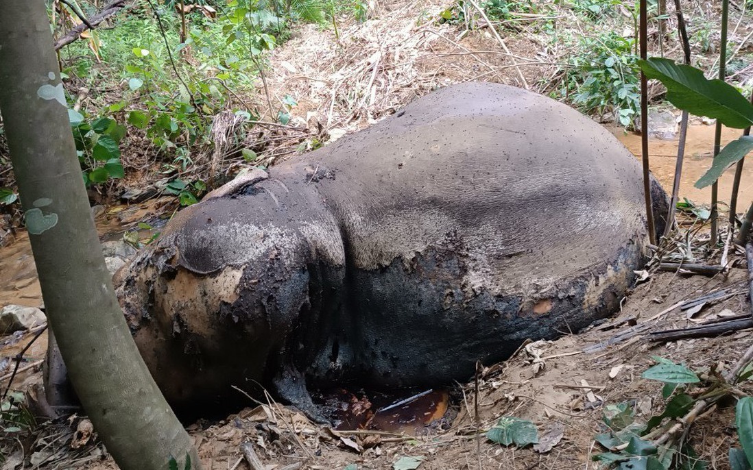 Phát hiện voi rừng chết chưa rõ nguyên nhân ở Nghệ An