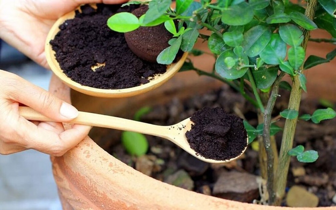 4 điều cần nhớ khi sử dụng bã cà phê cho cây trồng trong nhà