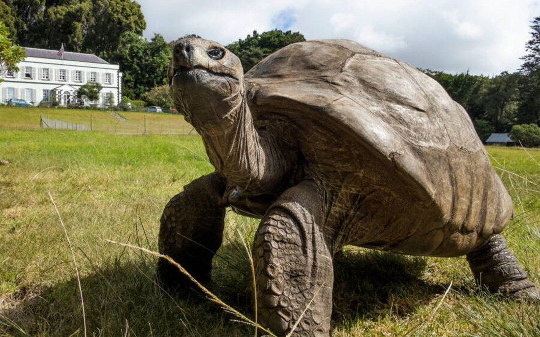 Rùa già nhất thế giới bước sang tuổi 191