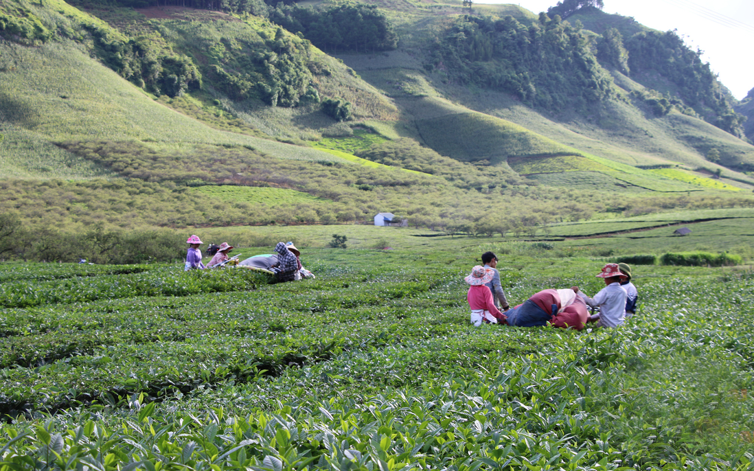 Chuyển đổi cơ cấu cây trồng góp phần đẩy lùi cây thuốc phiện ở Vân Hồ