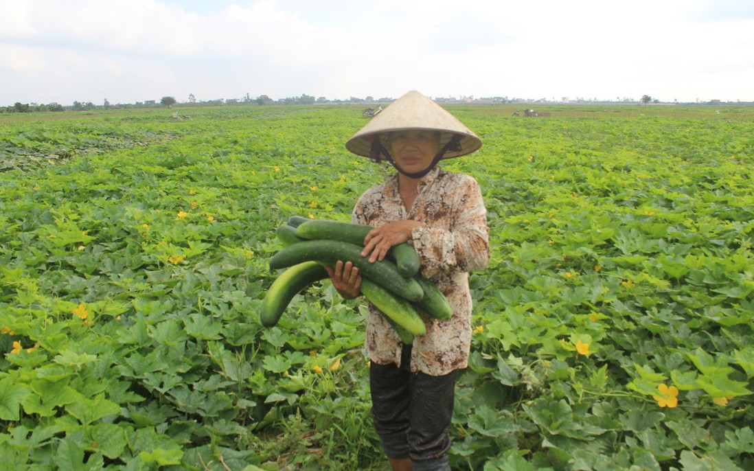 Thái Bình: Sức bật mới từ mô hình “Phụ nữ phát triển kinh tế với trồng cây vụ đông”