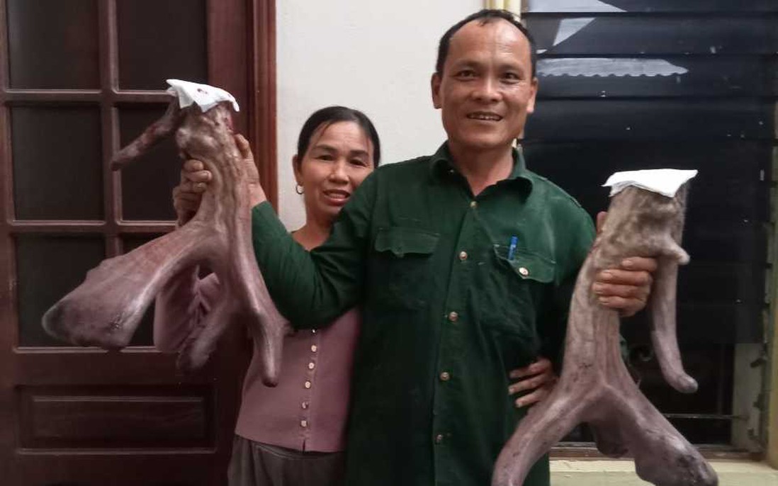 Chiêm ngưỡng cặp nhung nai "khủng" nặng gần 9kg của nông dân xứ Nghệ