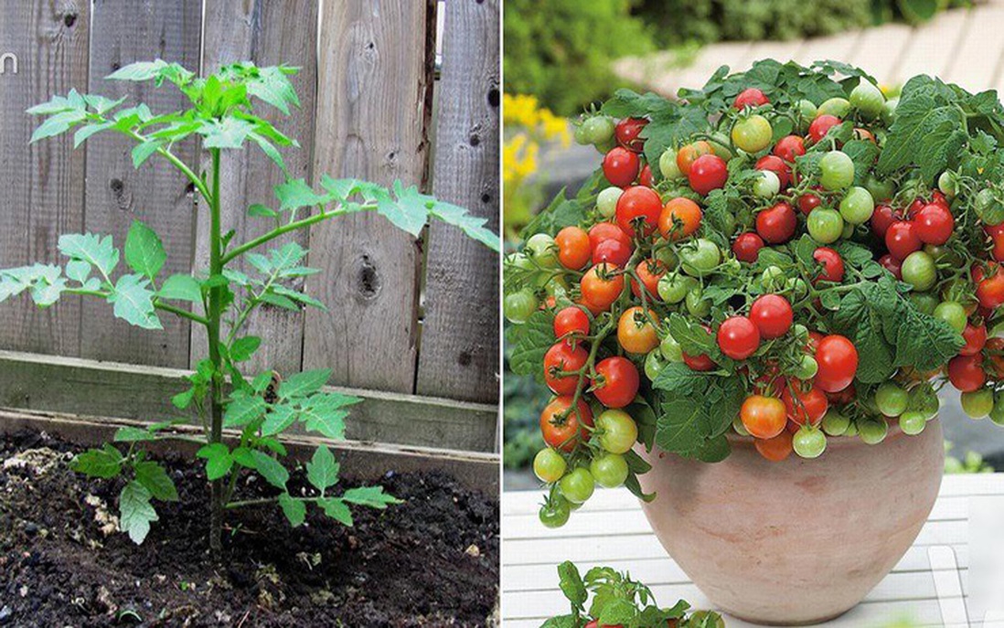 10 sai lầm khi trồng cà chua khiến cây không sai quả