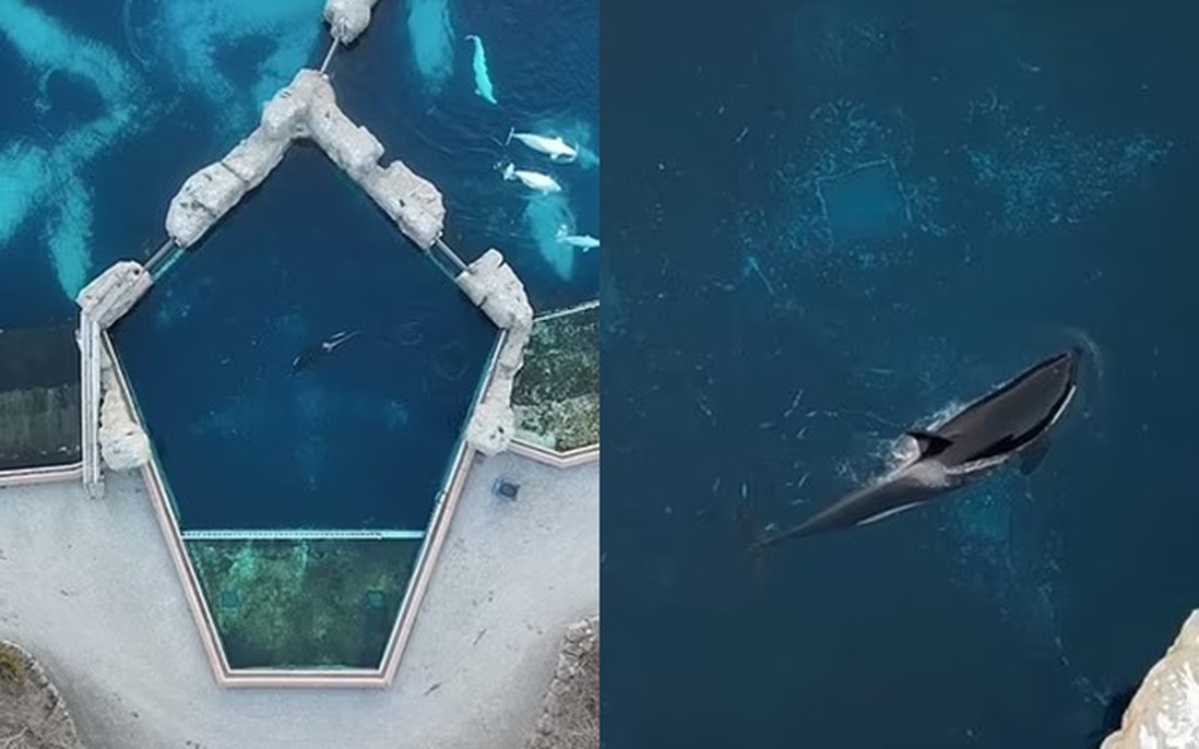 "Cá voi sát thủ cô đơn nhất thế giới" qua đời: Hơn 1 thập kỷ bị cô lập