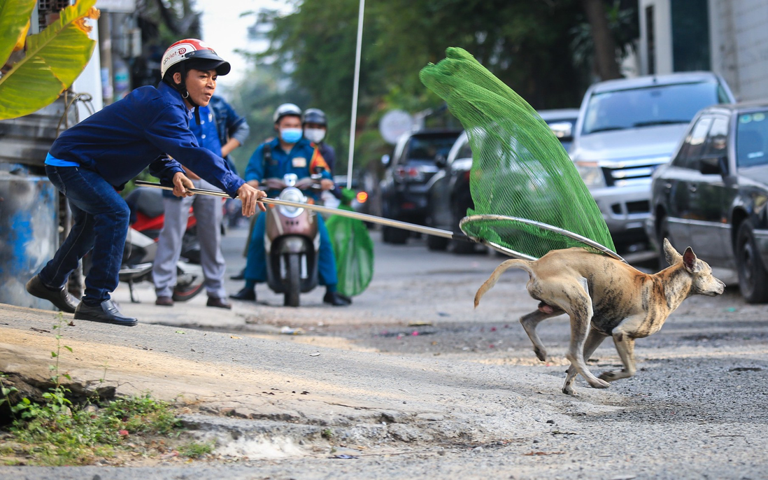 Hành vi thả rông chó: Vì sao khó xử lý?