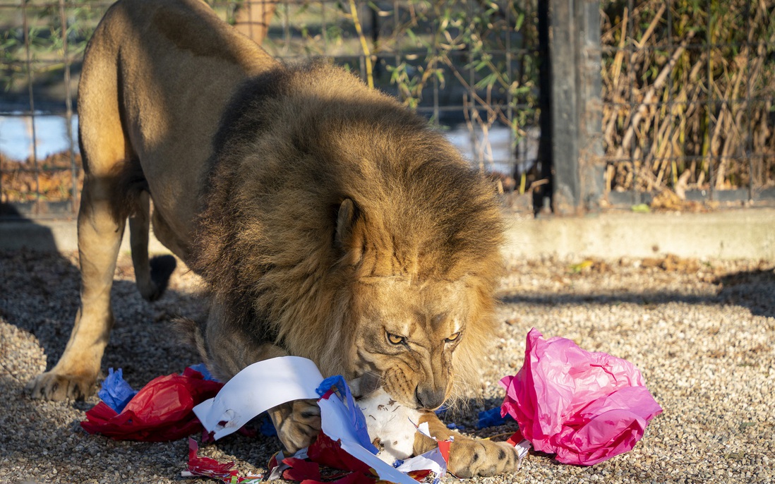 Tại sao sư tử, hổ và những con thú ăn thịt khác trong sở thú hiếm khi được ăn thịt lợn?