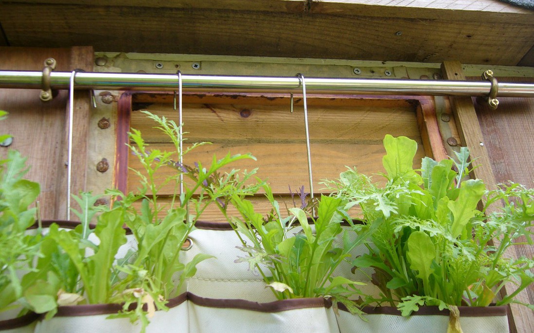 4 mô hình trồng rau tại nhà ai cũng có thể dễ dàng áp dụng