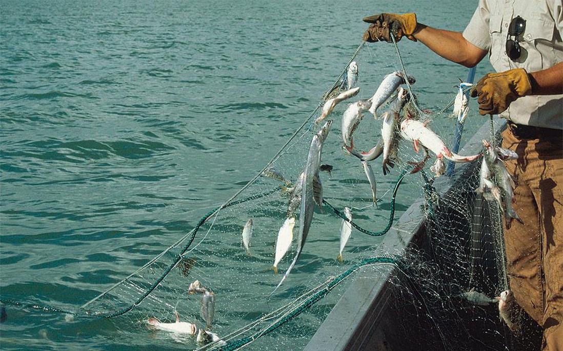 "Dùng lưới đánh cá làm thế nào để nâng được 10kg nước?" - Ứng viên đáp gọn được nhận vào làm