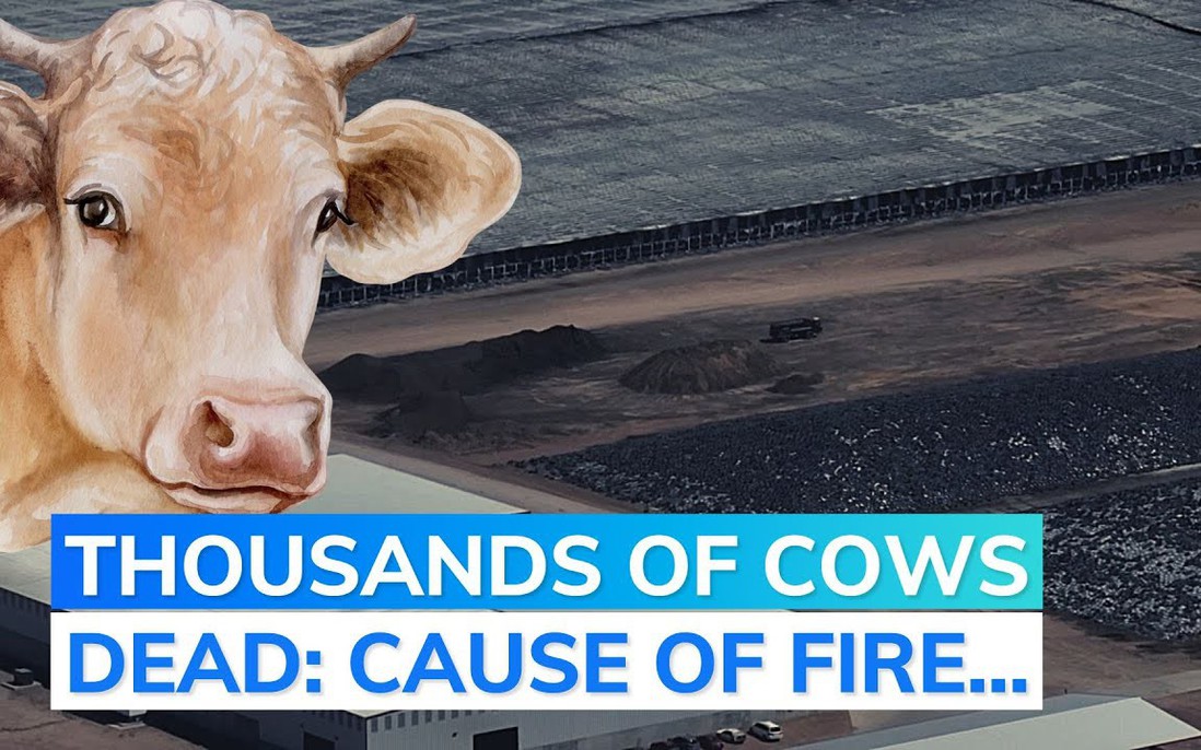 Phát hiện mới sau thảm họa làm 18.000 con bò chết sau 1 đêm ở trang trại Mỹ