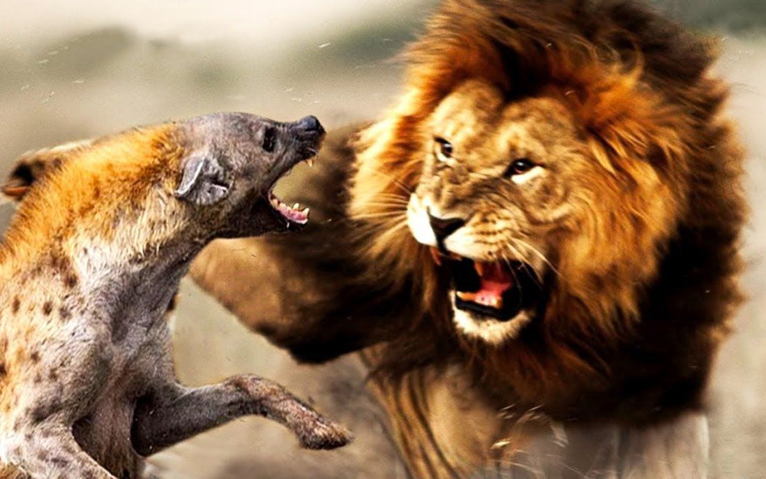 Tại sao sư tử và linh cẩu luôn tỏ ra bất hòa với nhau? 